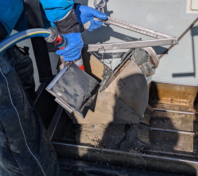 Muscheln werden mit einem Sedimentgreifer vom Seegrund an Bord geholt. Hier werden die Proben vom Sediment getrennt und danach in Alkohol konserviert.