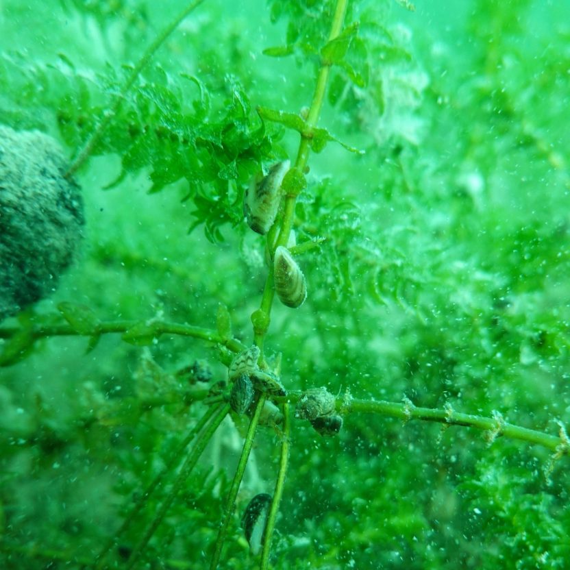 Kleinere Muscheln können auch an den Stängeln von Wasserpflanzen wachsen. Bild: AquaPlus