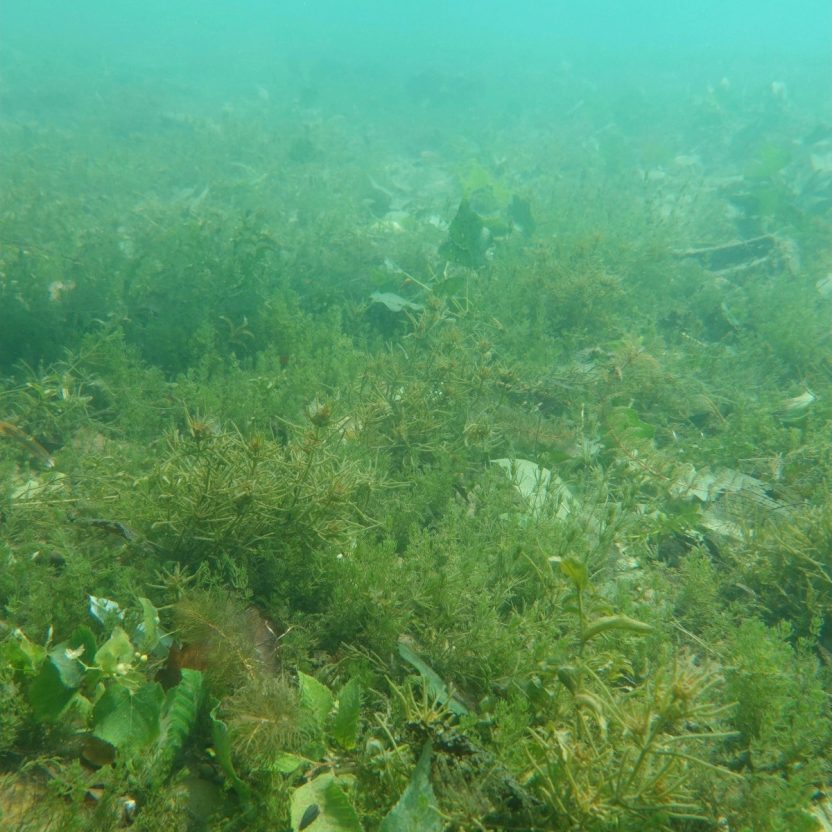 Artenreiche Unterwasserwiese vor Ennetbürgen.